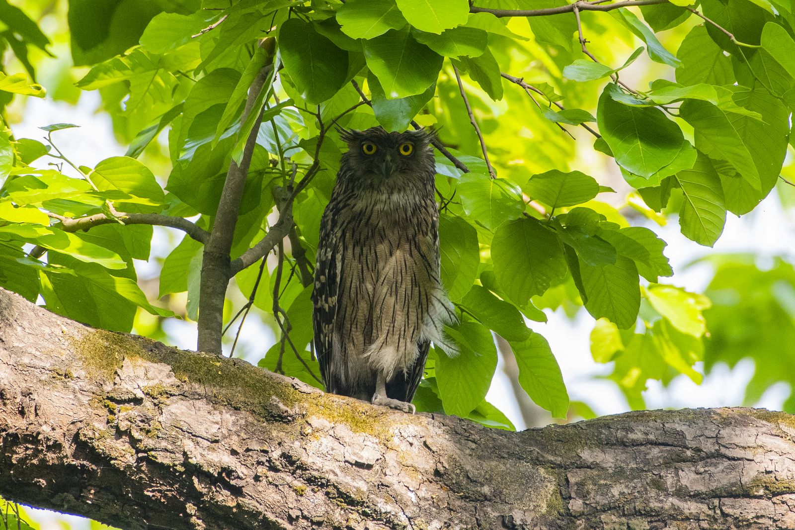Brown fish owl (3)